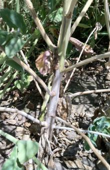 The stem of a cabbage seed plant with Sclerotinia.  Note the bleached out coloration on the stem base along with the small mats of white mycleium, which may be the initals that develop into sclerotia. Photo by Cynthis M. Ocamb, 2011.