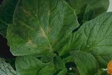 Image related to Calceolaria (Slipperwort)-Tomato Spotted Wilt