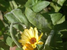 Image related to Calendula (Pot Marigold)-Powdery Mildew