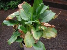 Image related to Calla Lily (Zantedeschia spp.)-Soft Rot