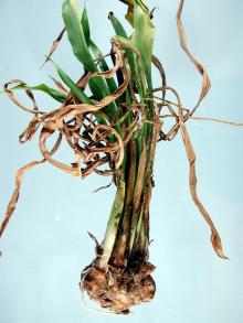 Image related to Calla Lily (Zantedeschia spp.)-Soft Rot