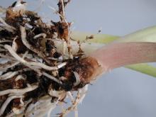 Image related to Calla Lily (Zantedeschia spp.)-Soft Rot