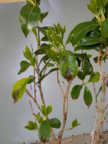 Image related to Camellia-Ramorum Leaf Blight and Shoot Dieback