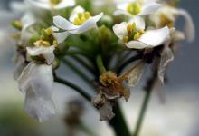 Image related to Candytuft (Iberis spp.)-Botrytis Blight