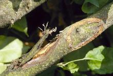 Image related to Apple (Malus spp.)-Anthracnose (Bull's-eye Rot)