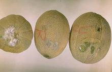 Image related to Cantaloupe (Cucumis sp.)-Fusarium Fruit Rot