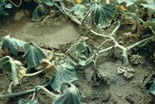 Image related to Cantaloupe (Cucumis sp.)-Fusarium Wilt