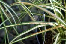 Narrow leaves of Carex