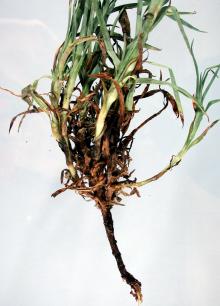 Image related to Carnation (Dianthus caryophyllus)-Fusarium Wilt