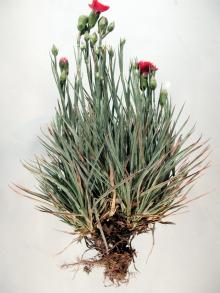 Image related to Carnation (Dianthus caryophyllus)-Fusarium Wilt