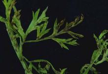 Image related to Carrot (Daucus carota)-Alternaria Leaf Blight