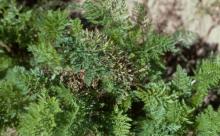 Image related to Carrot (Daucus carota)-Alternaria Leaf Blight