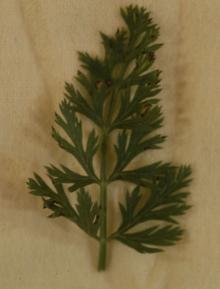 Image related to Carrot (Daucus carota)-Alternaria Leaf Blight