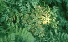 Image related to Carrot (Daucus carota)-Aster Yellows