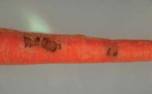 Image related to Carrot (Daucus carota)-Cavity Spot