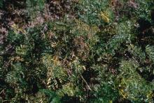 Image related to Carrot (Daucus carota)-Cercospora Leaf Blight