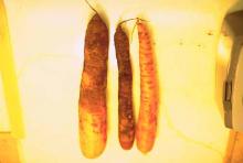 Image related to Carrot (Daucus carota)-Violet Root Rot