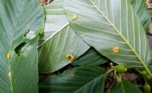 Green leaves with lesions