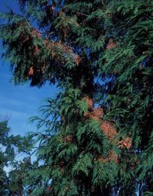 Image related to Cedar (Cedrus spp.)-Cedar Flagging