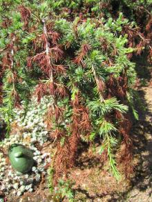 Image related to Cedar (Cedrus spp.)-Needle Blight