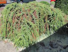 Image related to Cedar (Cedrus spp.)-Needle Blight