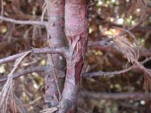 Image related to Cedar, Incense-Branch Canker