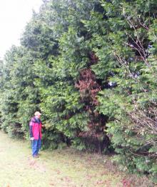 Image related to Cedar, Incense-Branch Canker