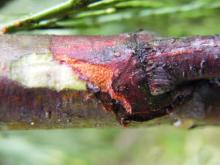 Image related to Cedar, Incense-Branch Canker