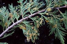 Image related to Cedar, Incense-Broom Rust