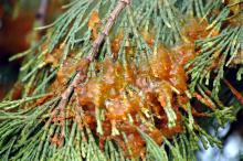 Image related to Cedar, Incense-Broom Rust