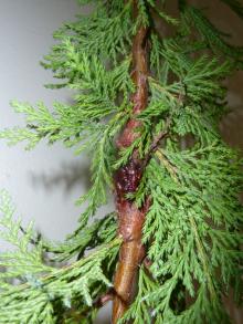 Image related to Cedar, Port-Orford (Chamaecyparis lawsoniana)-Seiridium Canker