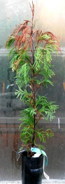 Image related to Cedar, Port-Orford (Chamaecyparis lawsoniana)-Seiridium Canker