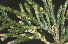 Image related to Cedar, Western Red (Thuja plicata)-Leaf Blight (Keithia Blight)