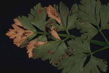 Image related to Celery (Apium graveolens var. dulce)-Bacterial Leaf Spot