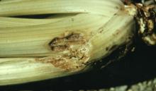 Image related to Celery (Apium graveolens var. dulce)-Cottony Rot/Pink Rot (Sclerotinia)