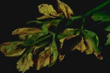 Image related to Celery (Apium graveolens var. dulce)-Early Blight (Cercospora Blight)