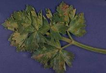 Image related to Celery (Apium graveolens var. dulce)-Late Blight (Septoria Leaf Blight)