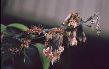 Image related to Cherry, Flowering (Prunus spp.)-Brown Rot Blossom Blight