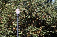 Flowering cherry tree canopy