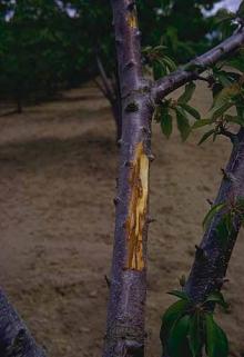 Image related to Cherry (Prunus spp.)-Bacterial Canker