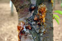 Image related to Cherry (Prunus spp.)-Bacterial Canker