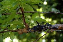 Image related to Cherry (Prunus spp.)-Black Knot