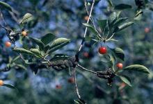 Image related to Cherry (Prunus spp.)-Black Knot