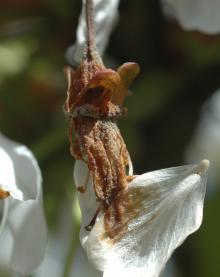 Image related to Cherry (Prunus spp.)-Brown Rot Blossom Blight and Fruit Rot