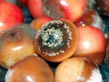 Image related to Cherry (Prunus spp.)-Brown Rot Blossom Blight and Fruit Rot