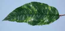 Image related to Cherry (Prunus spp.)-Cherry Mottle Leaf