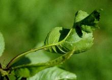 Image related to Cherry (Prunus spp.)-Cherry Twisted Leaf