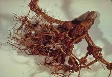 Image related to Cherry (Prunus spp.)-Crown Gall