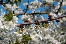 Image related to Cherry (Prunus spp.)-Dead Bud