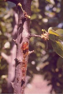 Image related to Cherry (Prunus spp.)-Gumming